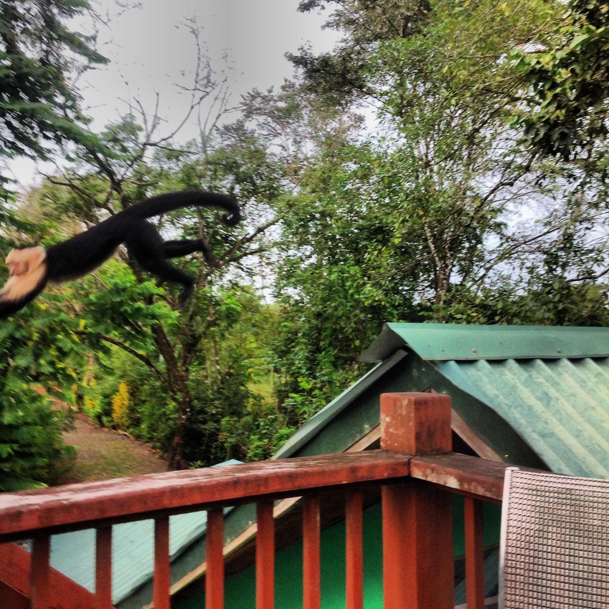 Chosa Manglar Suites & Cabins Пуэрто-Хименес Экстерьер фото